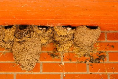 Sevimli küçük kırlangıçlar kilden yuvalarından aşağı bakıp ebeveynlerinin yemek yemesini bekliyorlar.