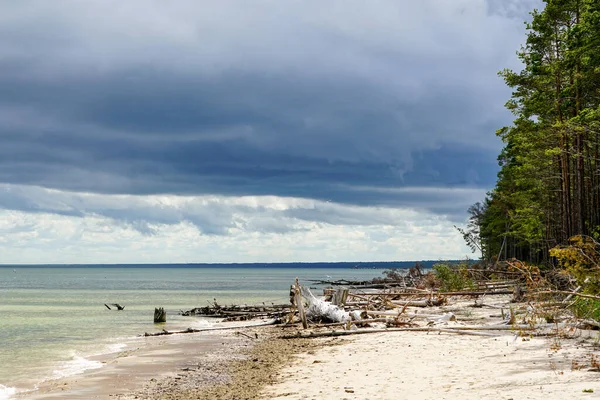 Linia Brzegowa Zatoki Bałtyckiej Opadłymi Drzewami Przed Burzą — Zdjęcie stockowe