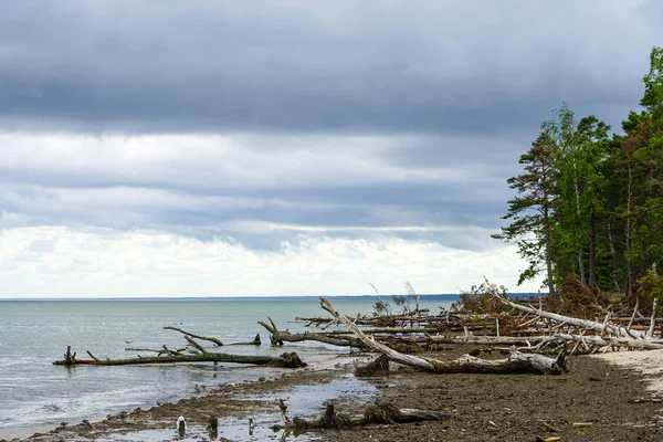 Burza Rozbite Drzewa Wybrzeżu Morza Bałtyckiego Pobliżu Kolka Łotwa — Zdjęcie stockowe