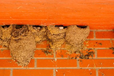 Sevimli küçük kırlangıçlar kilden yuvalarından aşağı bakıp ebeveynlerinin yemek yemesini bekliyorlar.
