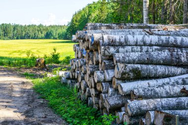 Ormanların yok edilmesi alanı, kesilen huş ağacı kütükleri nakil için hazır, kereste toplama
