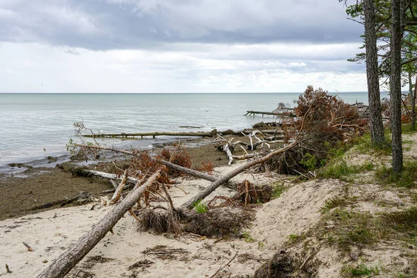 Tempesta Alberi Rotti Sulla Costa Del Mar Baltico Vicino Kolka — Foto Stock