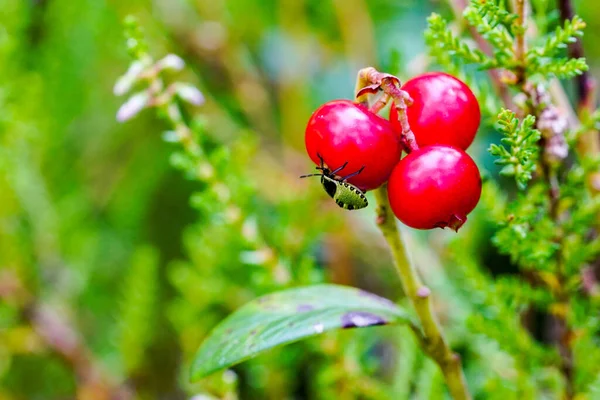 Ώριμα Άγρια Lingonberries Στο Θάμνο Στο Δάσος Ένα Θολό Φόντο — Φωτογραφία Αρχείου