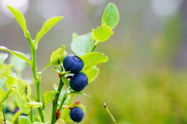 Olgun yabanmersinleri ormandaki çalılıklarda bulanık bir arka planda