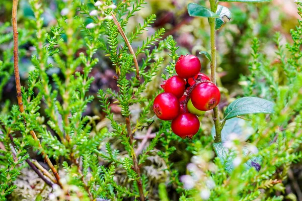 Ripe Wild Lingonberries Bush Forest Blurred Background — Stock Photo, Image