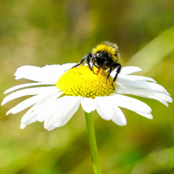 Bumble bee sucks flower nectar from daisies — Stock Photo, Image