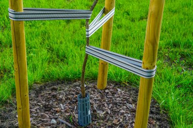 Kayışlar ve ahşap kazıklarla desteklenen genç bir ağacın detaylı görüntüsü istikrar ve sağlıklı kentsel manzara büyümesini sağlar.