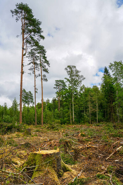 Deforestation in a forest area with cut tree stumps, scattered branches, and tall trees left behind. Impact of logging, land clearing, and habitat loss