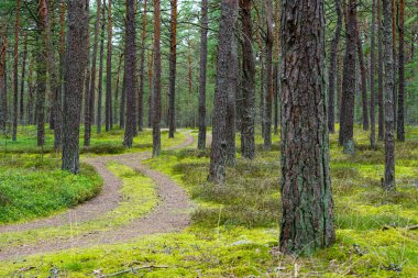 Uzun düz gövdeli ve orman zeminini kaplayan yeşil yosunlu bir çam ormanının içinden geçen manzaralı patika. Huzurlu doğa sahnesi, Letonya, Avrupa