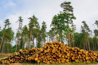 Ormansız bir çam ormanında büyük bir yığın taze kesilmiş kütük. Kereste hasat etme çevresel etki ve ormanların yok edilmesi sorunlarını vurguluyor
