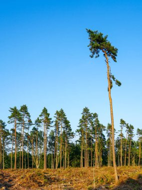 Ormanların yok olması sahnesi, tek bir uzun çam ağacı temizlenmiş ormanlık alanların ve kütüklerin arasında duruyor, doğal yaşam alanı kaybını simgeliyor.