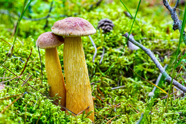 Two Aureoboletus projectellus bolete mushrooms with tall yellow stems and brownish-red caps, growing together among vibrant green moss in the forest