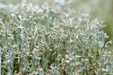 Cladonia Rangiferina 'nın ayrıntılı makrosu, ren geyiği yosunu, ince dallanma yapısını gösteriyor. Boreal ormanlarında ve tundra bölgelerinde yaygındır.