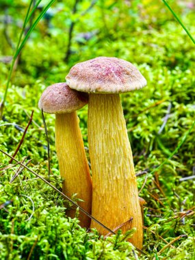 Yaz aylarında orman zemininde yemyeşil yosunlarla çevrili, uzun sarı saplı ve kahverengi şapkalı iki adet yenebilir mantar.