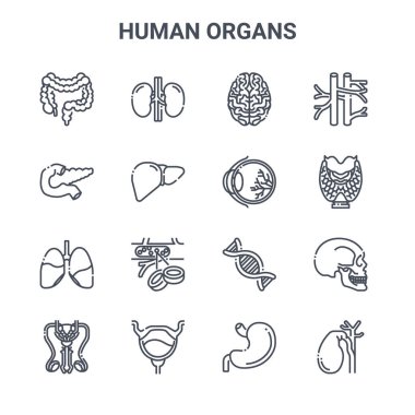16 insan organı konsept vektör çizgisi simgesi. Böbrek, pankreas, tiroit, DNA, mesane, safra kesesi, mide, göz küresi, damar gibi 64x64 ince felç simgeleri