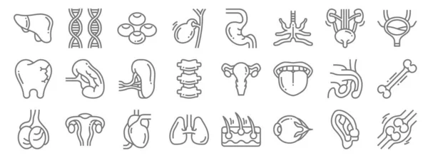 Human Organs Line Icons Linear Set Quality Vector Line Set — Stock Vector