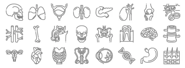 Human Organs Line Icons Linear Set Quality Vector Line Set — Stock Vector