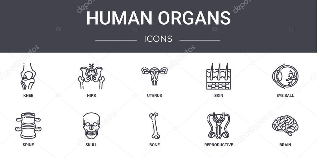 human organs concept line icons set. contains icons usable for web, logo, ui/ux such as hips, skin, spine, bone, reproductive, brain, eye ball, uterus