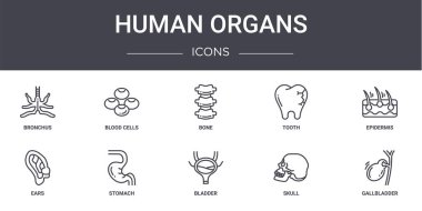 İnsan organları konsept çizgi simgeleri ayarlandı. Ağ, logo, ui / ux gibi kan hücreleri, diş, kulaklar, mesane, kafatası, safra kesesi, üst deri, kemik gibi ikonlar içerir