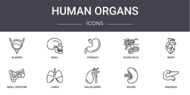 İnsan organları konsept çizgi simgeleri ayarlandı. Kafatası, kan hücreleri, ince bağırsak, safra kesesi, dalak, pankreas, kalp, mide gibi ağ, logo, ui / ux gibi simgeler içerir