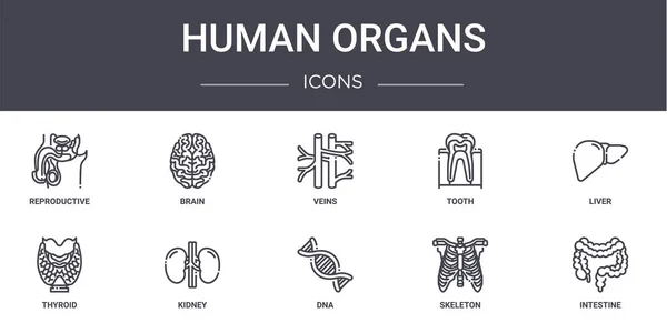 İnsan organları konsept çizgi simgeleri ayarlandı. Web, logo, ui / ux, beyin, diş, tiroid, DNA, iskelet, bağırsak, karaciğer, damar gibi simgeler içerir