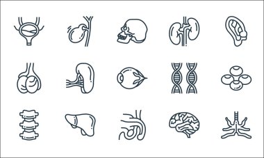 human organs line icons. linear set. quality vector line set such as bronchus, testicle, bone, brain, liver, testicles, dna, kidney, gallbladder