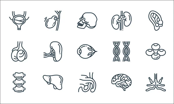 Human Organs Line Icons Linear Set Quality Vector Line Set — Wektor stockowy