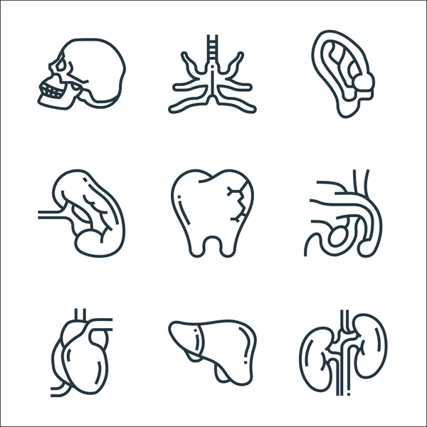 Human Organs Line Icons Linear Set Quality Vector Line Set — Wektor stockowy