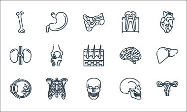 İnsan organları çizgi simgeleri. Doğrusal küme. Rahim, kafatası, göz küresi, kafatası, iskelet, böbrek, beyin, diş, mide gibi kalite vektör çizgisi