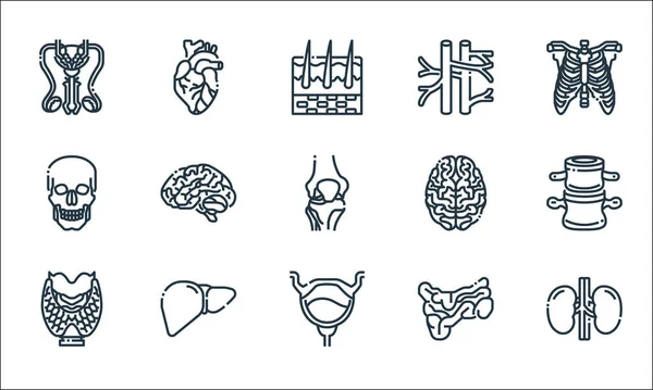 Human Organs Line Icons Linear Set Quality Vector Line Set — Stock Vector