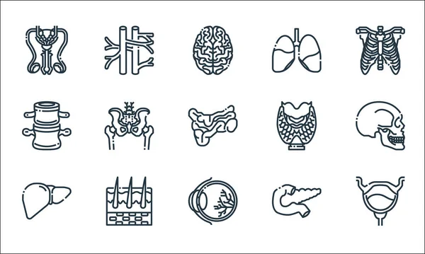 Human Organs Line Icons Linear Set Quality Vector Line Set — Stock Vector