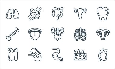 İnsan organları çizgi simgeleri. Doğrusal küme. Kalp, mide, timüs, üst deri, dalak, kemik, kaburga, yumurtalık, kemik gibi kalite vektör dizileri