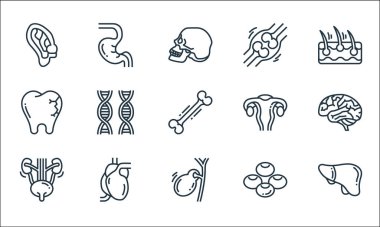 İnsan organları çizgi simgeleri. Doğrusal küme. Karaciğer, safra kesesi, idrar, kan hücreleri, kalp, diş, rahim, kemik, mide gibi kalite vektör çizgisi
