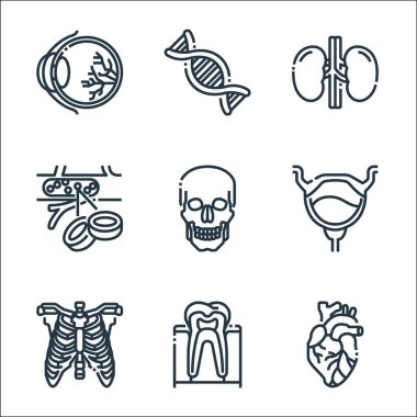 İnsan organları çizgi simgeleri. Doğrusal küme. Kalp, diş, iskelet, mesane, kafatası, kan hücreleri, böbrek, DNA gibi kalite vektör çizgisi