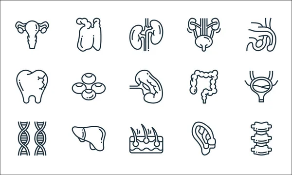 Los Órganos Humanos Alinean Iconos Conjunto Lineal Conjunto Línea Vectorial — Vector de stock