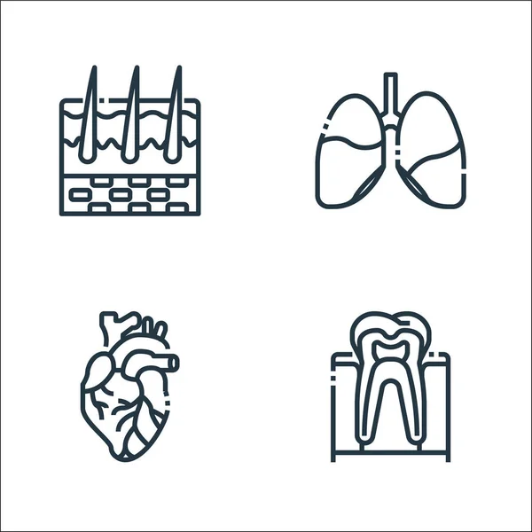 Los Órganos Humanos Alinean Iconos Conjunto Lineal Conjunto Línea Vectores — Vector de stock
