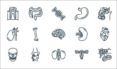 İnsan organları çizgi simgeleri. Doğrusal küme. Kan hücreleri, böbrek, kafatası, rahim, diz, safra kesesi, dalak, mide, bağırsak gibi kalite vektör dizileri