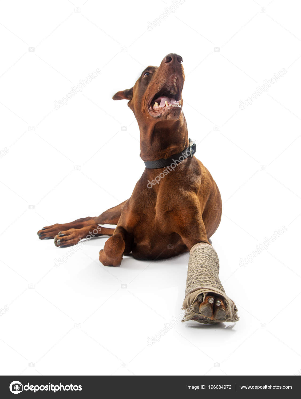 How To Treat A Dogs Broken Leg