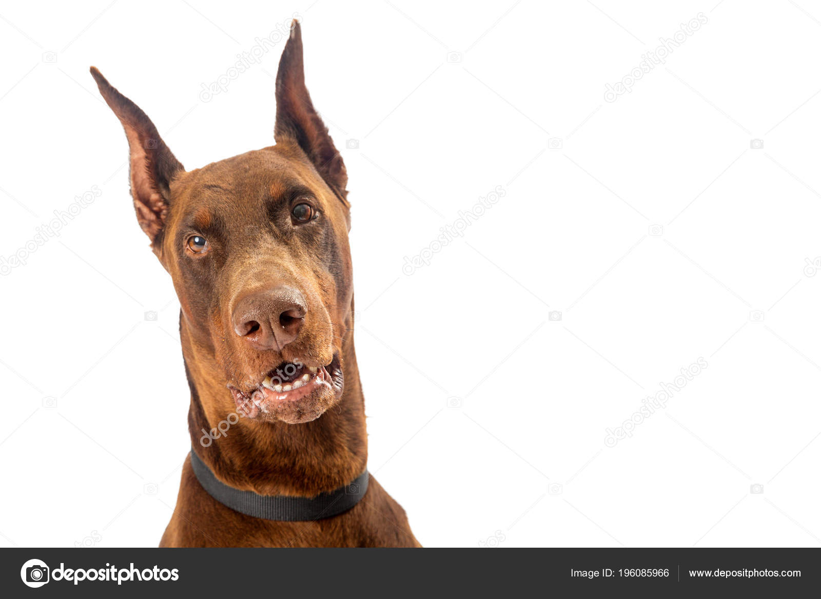 블루도 카메라 배경에 보고의 — 스톡 사진 © adogslifephoto #196085966, image size:1600x1167