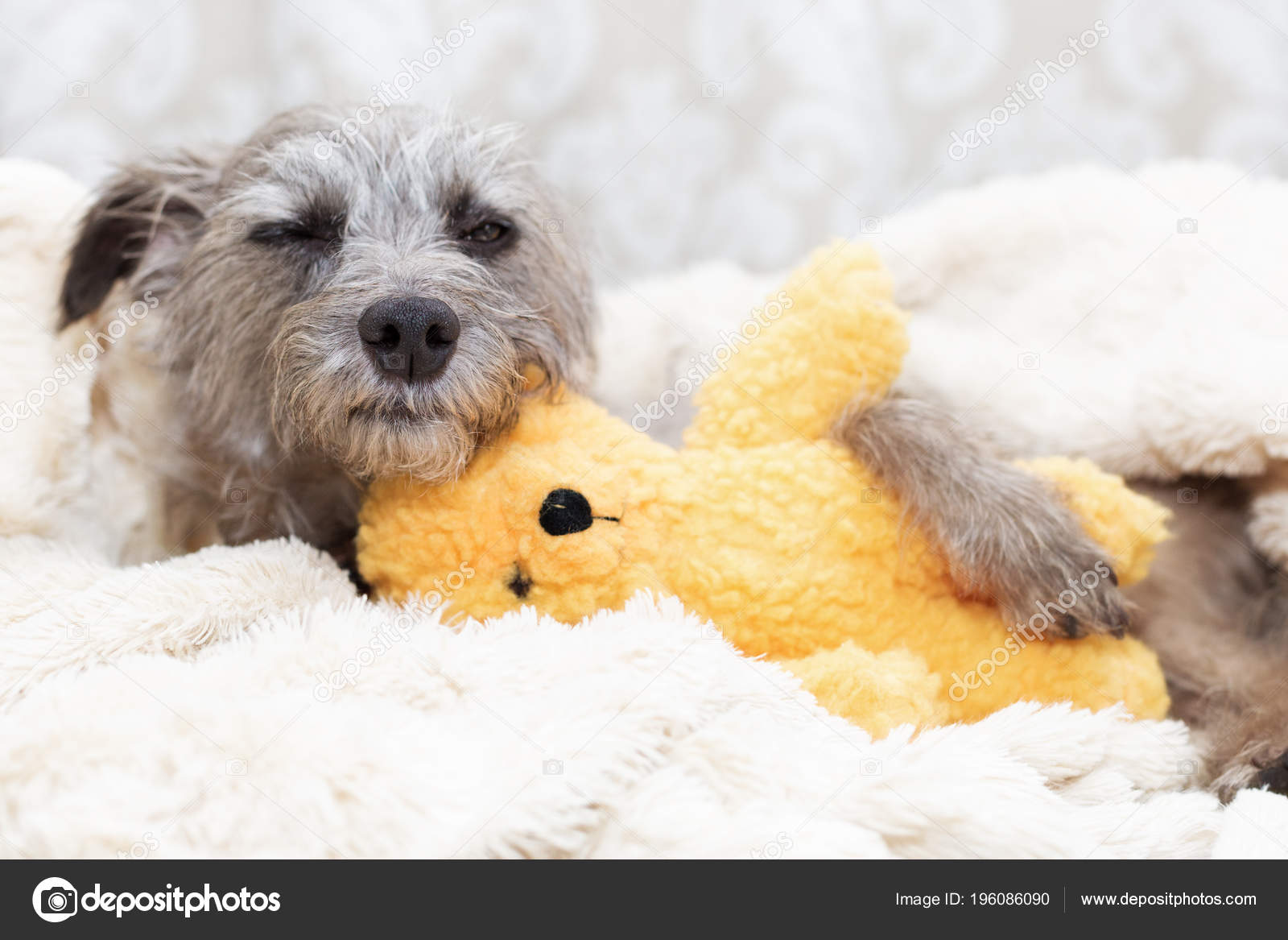 Mignon Petit Chien Avec Expression Endormie Couché Dans Son