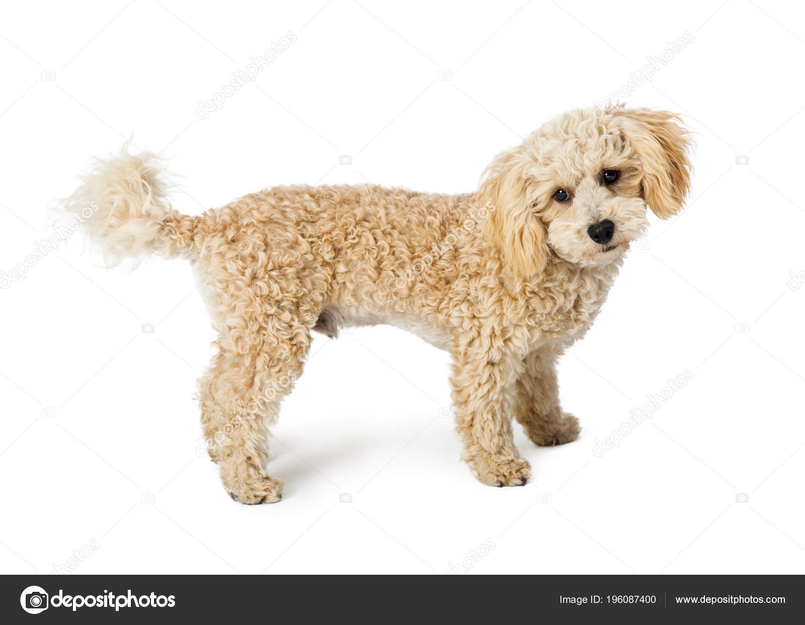 Mignon Caniche Petit Chien Race Mélangé Commandes Fourrure