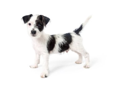 Sevimli genç siyah ve beyaz renk Jack Russell Terrier azman köpek yavrusu köpek ayakta ve beyaz arka plan üzerinde izole kamera bakarak yakın çekim 
