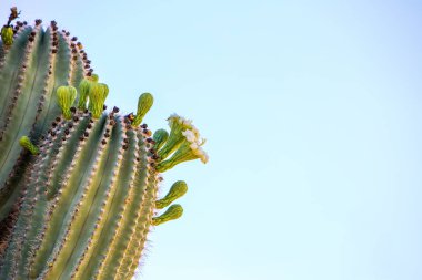 Kırpılan closeup Saguaro kaktüs çiçeği üzerinde açık mavi gökyüzü backkround 