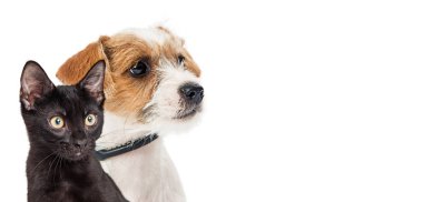 Küçük köpek ve beyaz arka plan üzerinde izole siyah kedi closeup