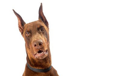Beyaz arka plan üzerinde izole kamera bakıyor güzel mavi doberman köpek closeup