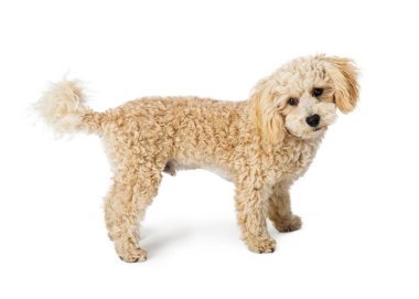 Sevimli küçük fino köpeği doğurmak köpek beyaz kıvırcık kürk ayakta beyaz arka plan üzerinde izole karışık