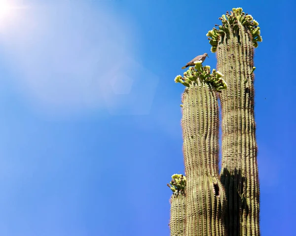 Bird Top Blooming Flowers Tall Saguaro Cactus Clear Blue Sky — Stock Photo, Image