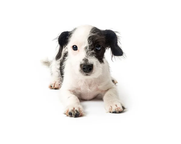 Schattige Jonge Zwart Wit Kleur Jack Russell Terrier Kruising Pup — Stockfoto