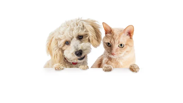 Niedlicher Kleiner Hund Und Orangefarbene Katze Hängen Herunter Und Blicken — Stockfoto