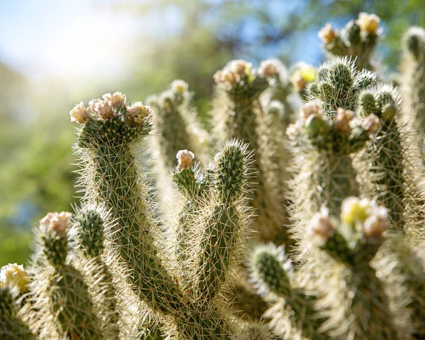 Closeup Cholla Cactus Blooming Flowers Sunrise Haze Flare — Stock Photo, Image
